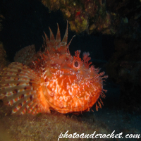 Scorpionfish - Image